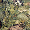 Rori (common sea cucumber)