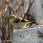 American Goldfinch (winter plumage)