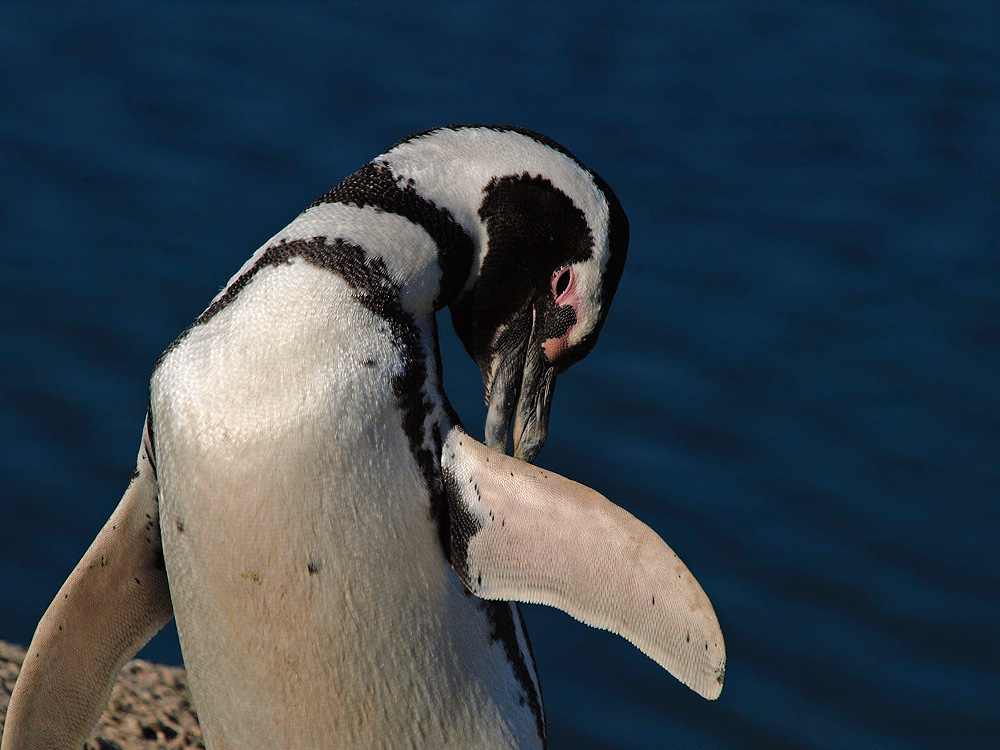 Pingüino patagónico (Magellanic Penguin)