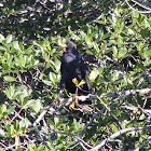 Mangrove black hawk