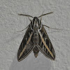 White Lined Sphinx moth