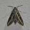 White Lined Sphinx moth
