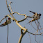 Barn swallow