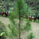 Benguet Pine