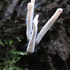 Candlestick Fungus