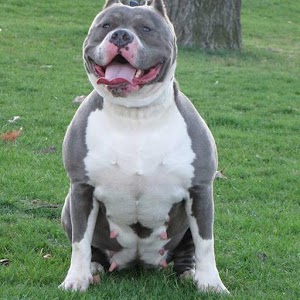Pitbull Wallpapers.apk 2.0.6