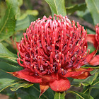 Waratah