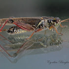Northern Spur-throat Grasshopper