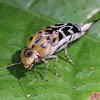 Tumbling Flower Beetle