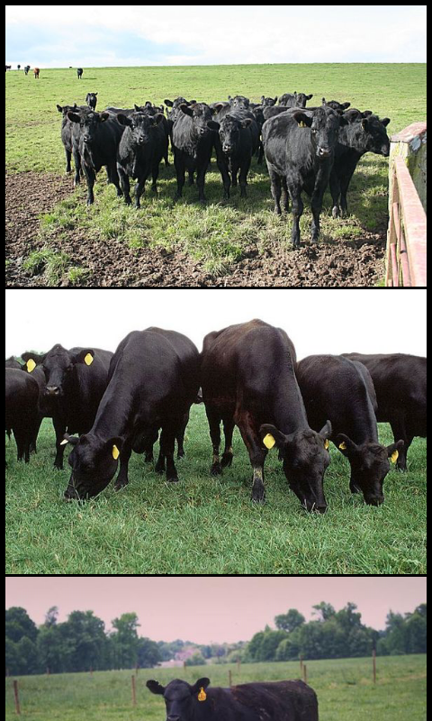 Cattle Breeds: Types of Cattle Screen 3