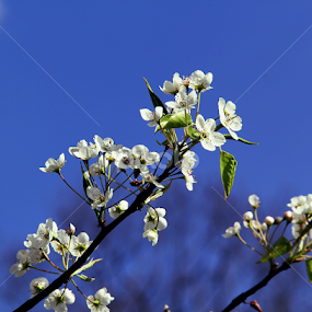 White on Blue by Marsha Biller - Flowers Tree Blossoms