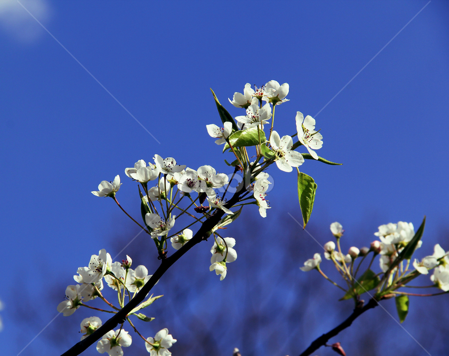 White on Blue by Marsha Biller - Flowers Tree Blossoms