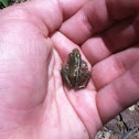 Southern Leopard frog