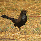 Indian Robin (male)