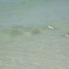 Cow Nose Rays