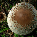 The Parasol Mushroom