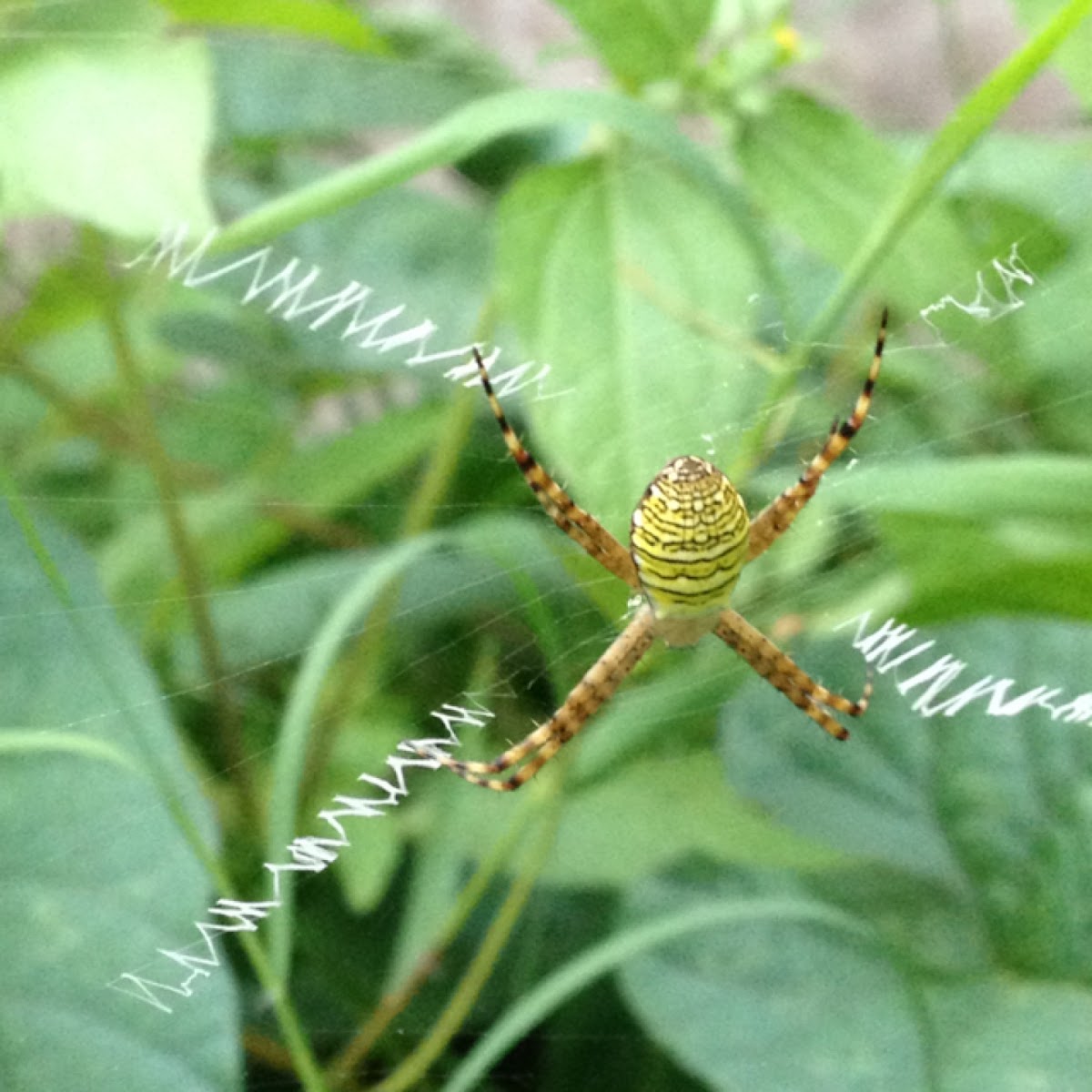 Samurai spider,Garden spider