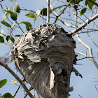 Bald-faced Hornet Nest