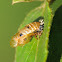 Lady beetle pupal case