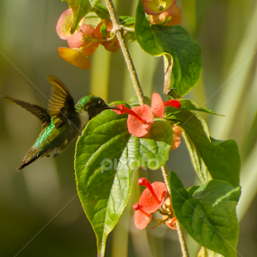 Little Sucker by Jose Gort - Animals Birds
