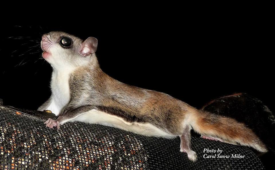 Northern Flying Squirrels