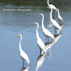 Great Egret