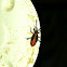 Eastern boxelder bug (nymph)