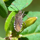 Leaf-footed Bug