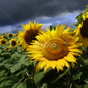 Sun Flower and Storm by Daliana Pacuraru - Flowers Flower Gardens