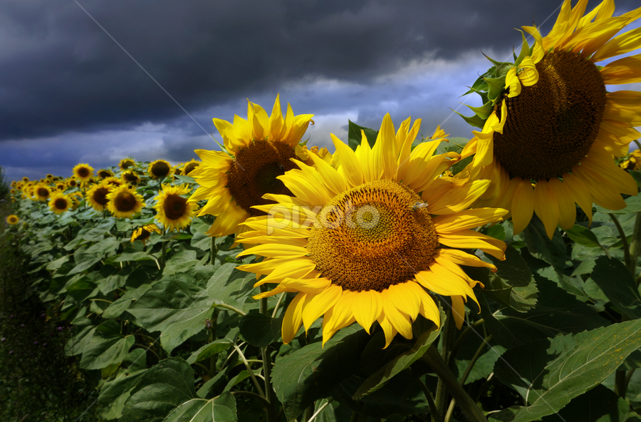 Sun Flower and Storm by Daliana Pacuraru - Flowers Flower Gardens