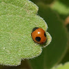 Joaninha / Ladybug