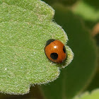 Joaninha / Ladybug