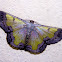 Geometriid moth