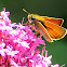 European Skipper; Dorada línea larga