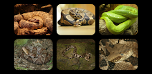 Snake Jigsaw Puzzles by Don Becker APK