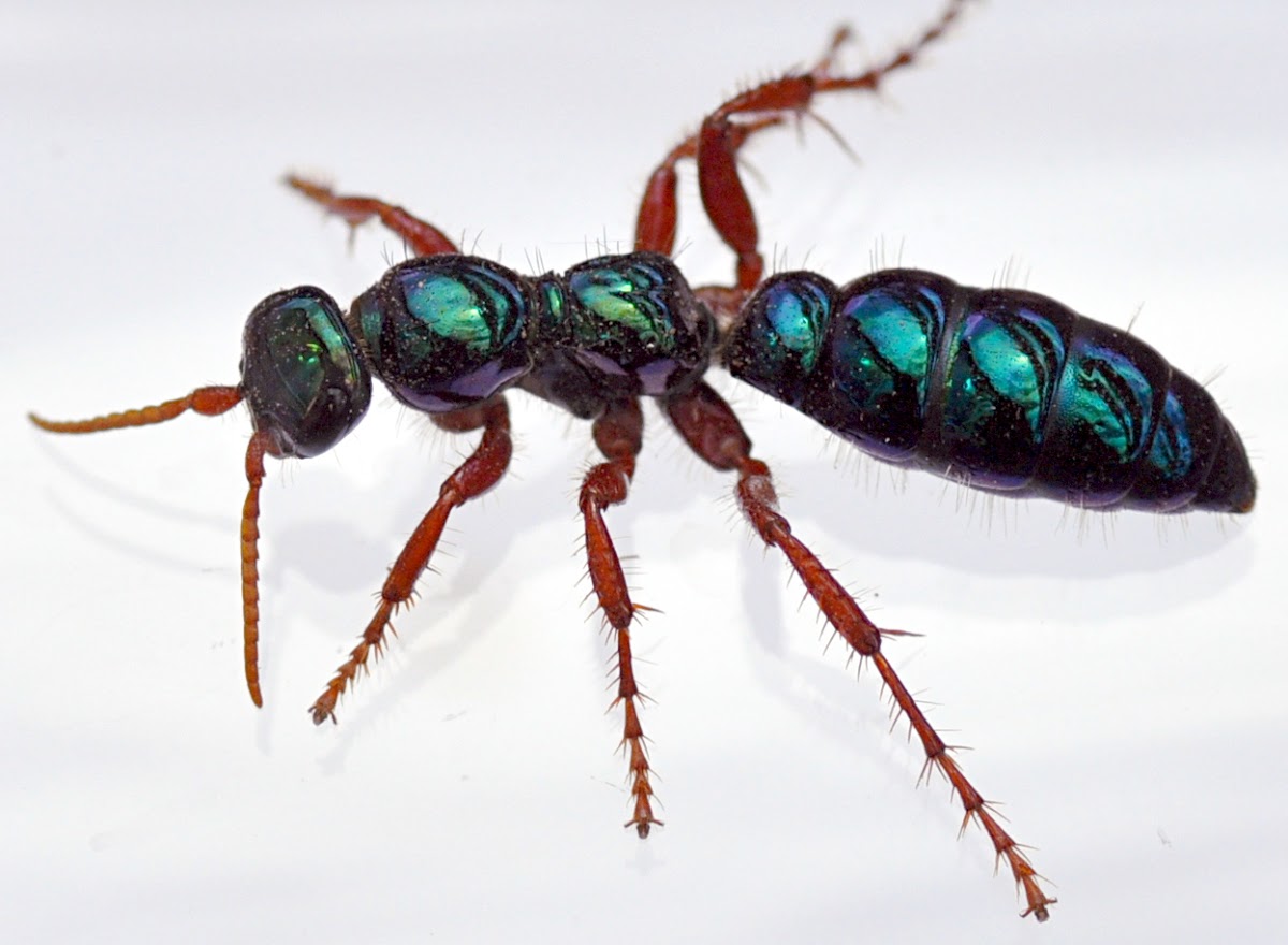 Bluebottle, aka Blue 'ant' wasp