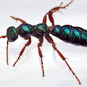 Bluebottle, aka Blue 'ant' wasp