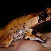 Bornean horned frog