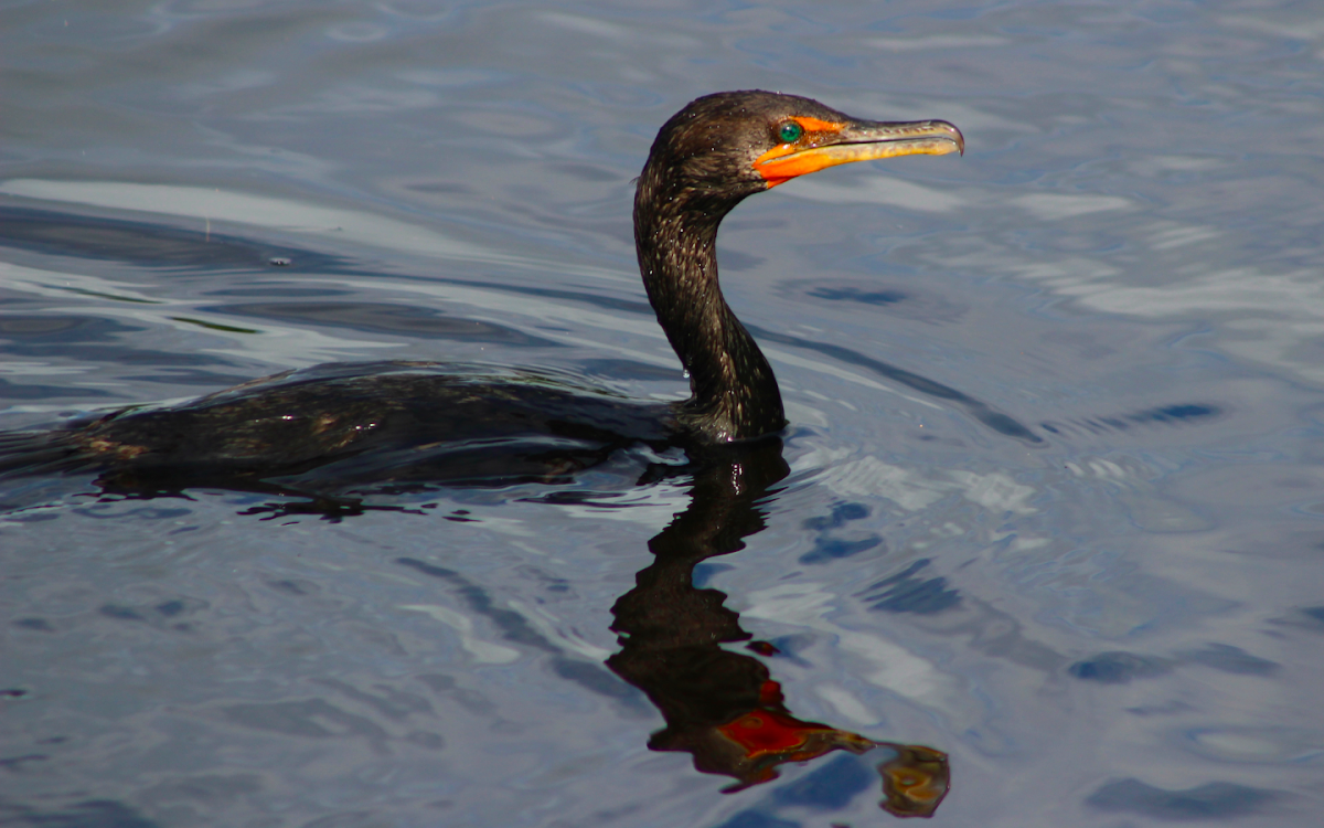 double crested cormorant