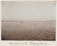 Staande buffel in het overstroomde Nijldal bij Caïro