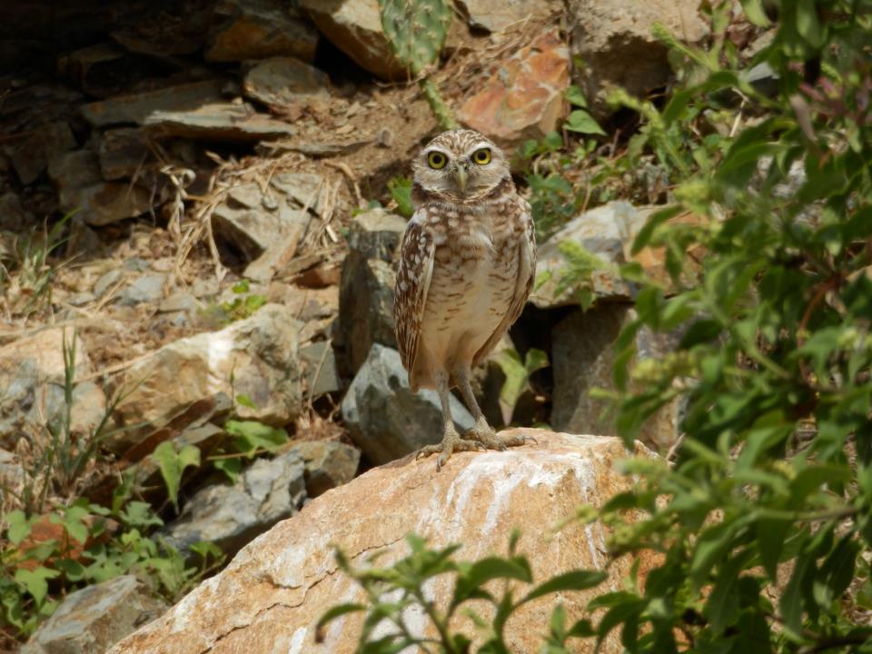 Burrowing Owl (Shoco)