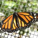 Monarch