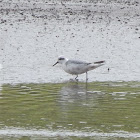 Red Phalarope