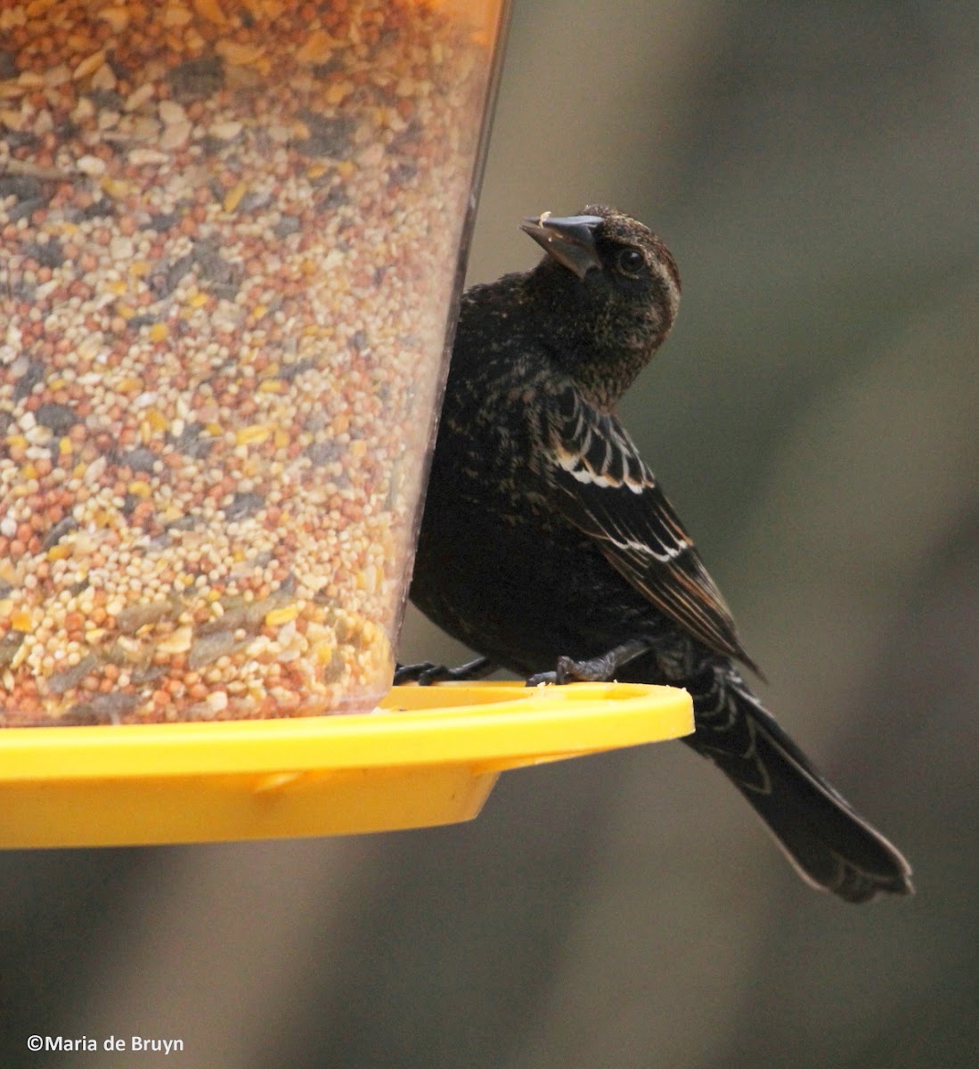 Red-winged blackbird, female