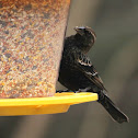 Red-winged blackbird, female
