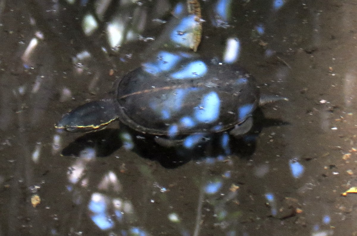Florida striped mud turtle
