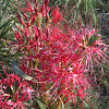 Red spider lilly
