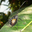 Black Assassin Bug