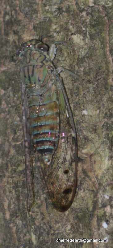 cicada