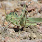 Great Crested Grasshopper